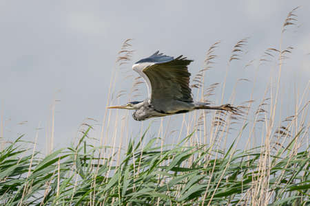 Beautiful Gray Heron (Ardea cinerea) in flight in the Netherlands. â€  Green and blue...