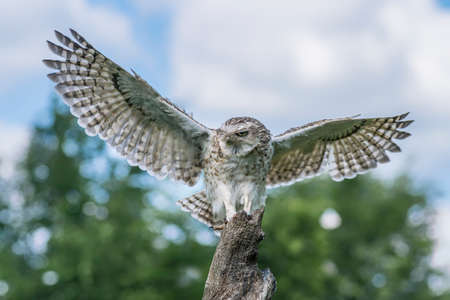 Cute Burrowing owl (Athens cunicularia) sitting on a branch and holding a flower. Burrowing Owl alert on post. Green summer background.の写真素材
