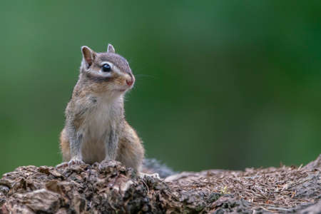 Curious Siberian chipmunk or common chipmunk (Eutamias sibiricus) on a tree trunk.