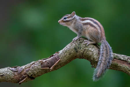 Curious Siberian chipmunk or common chipmunk (Eutamias sibiricus) on a tree trunk.の写真素材