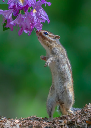Cutest squirrel stretches out to smelling a flower. Little chipmunk (Eutamias sibiricus) enjoying the flowers. Ground squirrel with beautiful purple / pink flower. chipmunk loves flowers.の写真素材