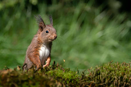Curious beautiful and cute Eurasian red squirrel (Sciurus vulgaris) in the forest of Noord Brabant in the Netherlands.の写真素材