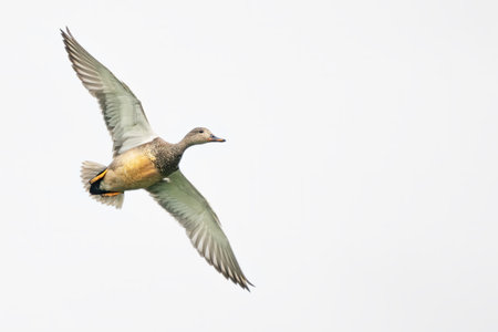 Mallard duck in flight (Anas platyrhynchos).の写真素材