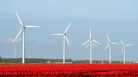 A colorful bed of red Dutch tulips. In the background Windmills for the production of sustainable energy. Landscape with tulips in the Noordoostpolder, Netherlands, Europe.の写真素材