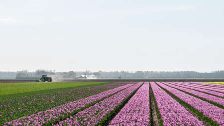 a colorful bed of pink Dutch tulips.