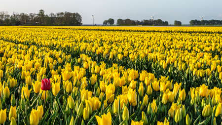 A colorful field of yellow Dutch tulips. Noordoostpolder in the province of Flevoland in the Netherlands during Spring.の写真素材