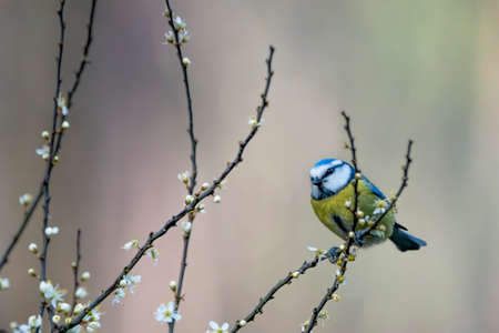 Eurasian Blue Tit (Cyanistes caeruleus) on a branch with white flowers (Prunus spinosa) in the forest of Noord Brabant in the Netherlands.の写真素材