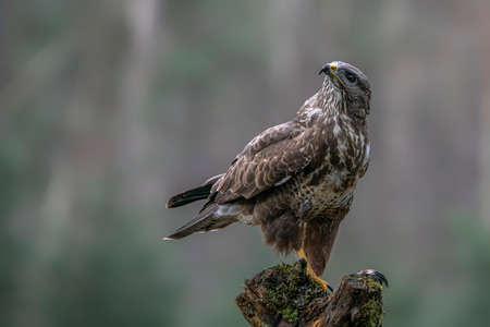 Common Buzzard (Buteo buteo) on a branch in the forest of Noord Brabant in the Netherlands. Green background with copy space.の写真素材