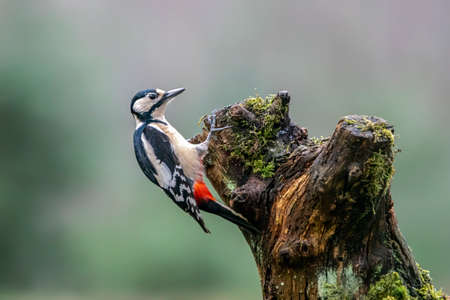 Great Spotted Woodpecker ( Dendrocopos major) on a branch in the forest of Noord Brabant in the Netherlands. Bokeh background.の写真素材