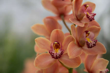 Beautiful sweet salmon color Phalaenopsis orchid flower tree in soft color and blur. Orchids flower, orchids closed up. Copyspace.の写真素材