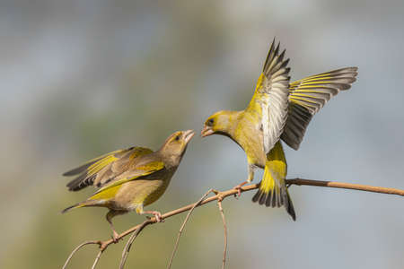 Battle between two European Greenfinch (Chloris chloris). Angry bird.の写真素材