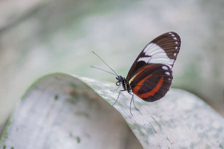 Butterfly on a leaf in the garden. Macro photography.