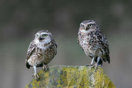 Two beautiful Burrowing owl (Athens cunicularia) are standing on a rock. North Brabant in the...