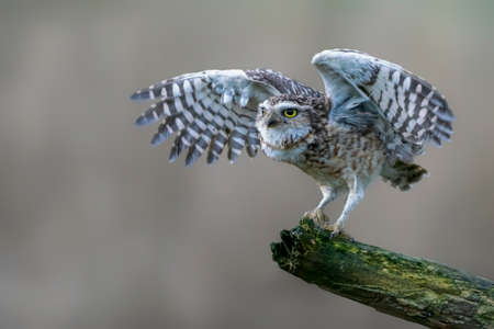 Cute Burrowing owl (Athene cunicularia with Wings Spread on a branch. Blurry autumn background. Noord Brabant in the Netherlands. copy space.の写真素材