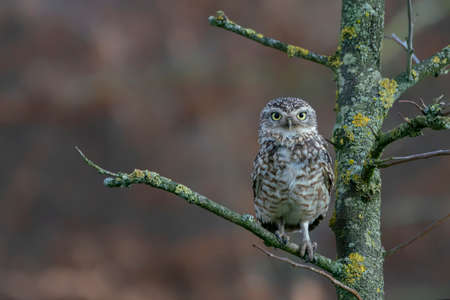 Beautiful Burrowing owl (Athens cunicularia) sitting on a branch. North Brabant in the Netherlands. Copyspace.の写真素材