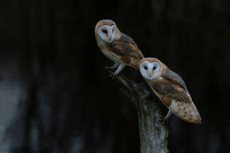 Two Barn owls (Tyto alba) sitting on a branch. Dark black background. North Brabant in the Netherlands. lovebirds.の写真素材