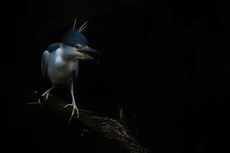 Beautiful screaming Night Heron (Nycticorax nycticorax) on a branch. Dark background. Angrybird. North Brabant in the Netherlands.の写真素材