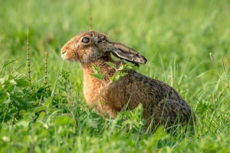 Brown hare (Lepus europaeus) in the grass