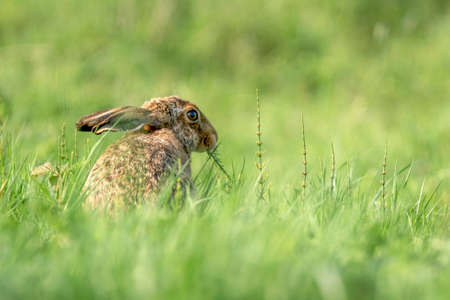 A brown hare in the grass with a blurred green background.の写真素材