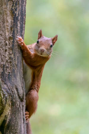 Curious Eurasian red squirrel (Sciurus vulgaris) on a branch in the forest of Tessenderlo, Belgium. green background.の写真素材