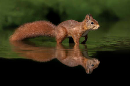 Eurasian red squirrel (Sciurus vulgaris) in a pool of water in the forest of Drunen, Noord Brabant in the Netherlands. green background.の写真素材