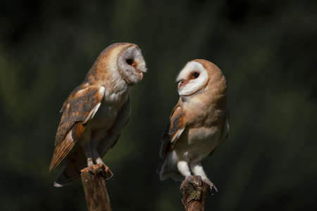 Two barn owls (Tyto alba) sitting on a branch. Dark green background. North Brabant in the Netherlands.の写真素材