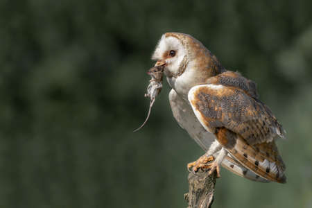 Cute and Beautiful Barn owl (Tyto alba) with a prey on a tree stump. Dark green and black background. North Brabant in the Netherlands. Writing space.の写真素材