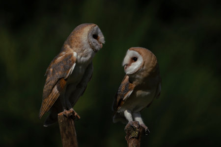 Two barn owls (Tyto alba) sitting on a branch. Dark green background. North Brabant in the Netherlands.の写真素材