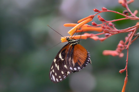 Beautiful Tiger longwing (Heliconius hecale) on a beautiful orange flower in the amazon rainforest in South America. Presious Tropical Butterfly. Blurry green background.の写真素材