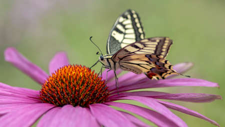 Beautiful and precious Swallowtail butterfly (Papilio machaon) feeding on a Purple cone flower (Echinacea purpurea). Blurry green and yellow background. Summergarden.の写真素材