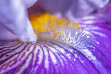 Close up of purple iris flower with yellow stamens and pollen
