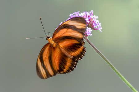 Banded Orange butterfly (Dryadula phaetusa) on a flower. tropical butterflies.の写真素材