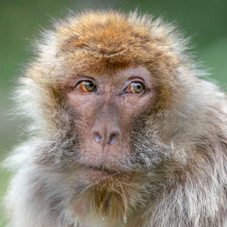 Portrait of a Barbary Macaque