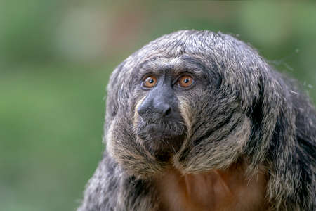 female white faced saki monkey