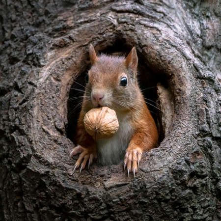 Eurasian red squirrel (Sciurus vulgaris) cautiously peeks out of the hole in a tree in the forest of...
