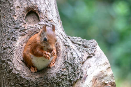 Eurasian red squirrel (Sciurus vulgaris) looks outside a hollow on a tree in the forest of Drunen,...