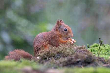 Eurasian red squirrel (Sciurus vulgaris) sitting on moss an eating a hazelnut in the forest of Noord...