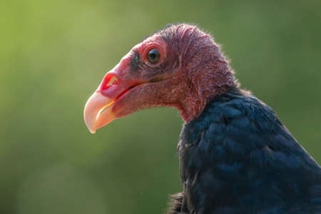 Portrait of a Turkey vulture, Red headed vulture (Cathartes aura).の写真素材
