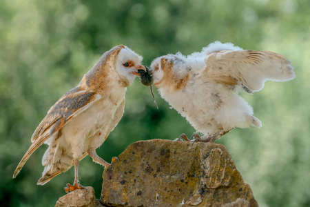 Mother and daughter Barn owl (Tyto alba). Mother feeds her young. Green bokeh background. North Brabant in the Netherlands.の写真素材