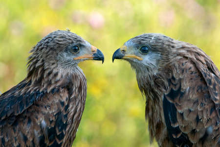 Two juvenile Red Kite portrait (Milvus milvus). North Brabant in the Netherlands. lovebirds.の写真素材
