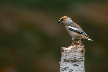 Beautiful Hawfinch (Coccothraustes coccothraustes) on a branch in the forest of Noord Brabant in the...