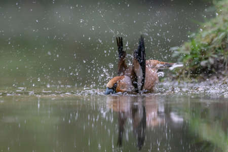 Hawfinch (Coccothraustes coccothraustes) taking a bath in the forest of Noord Brabant in the Netherlands.の写真素材