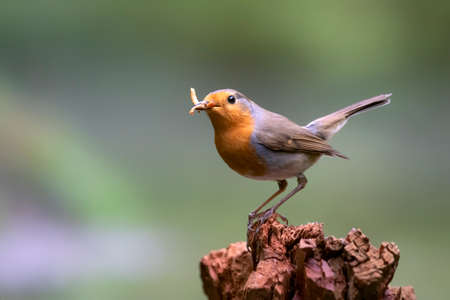 European Robin (Erithacus rubecula) carrying worm meal in his beaks on a tree trunk in the forest of Noord Brabant in the Netherlands.の写真素材