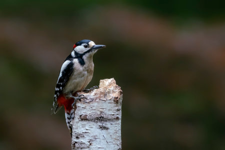 Great Spotted Woodpecker ( Dendrocopos major) in a tree in the forest of Noord Brabant in the Netherlands. green background.の写真素材