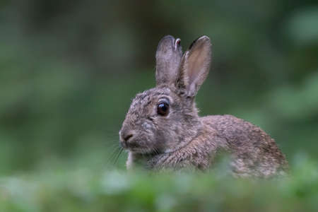 Close-up of a European Rabbit (Oryctolagus cuniculus) sitting in the forest of Drunen, Noord Brabant...