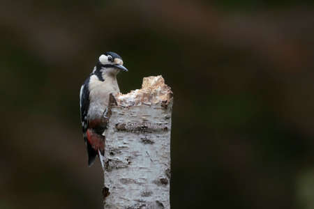 Great Spotted Woodpecker ( Dendrocopos major) in a tree in the forest of Noord Brabant in the Netherlands. green background.の写真素材