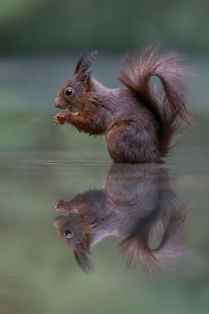 Eurasian red squirrel (Sciurus vulgaris) eating a hazelnut in a pool of water in the forest of Drunen, Noord Brabant in the Netherlands. green background.の写真素材