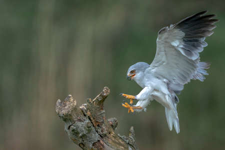 Black-winged kite (Elanus caeruleus) in flight with Wings Spread. Dark green background. North Brabant in the Netherlands.の写真素材