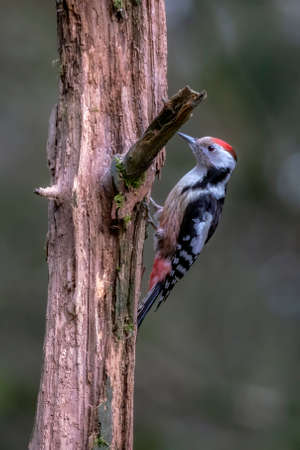 Middle Spotted Woodpecker (Leiopicus medius) on a tree trunk in the forest of Drunen, Noord Brabant in the Netherlands. Bokeh Background.の写真素材