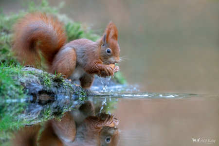 Eurasian red squirrel (Sciurus vulgaris) eating a nut on the waterfront in the forest of Noord Brabant in the Netherlands.の写真素材